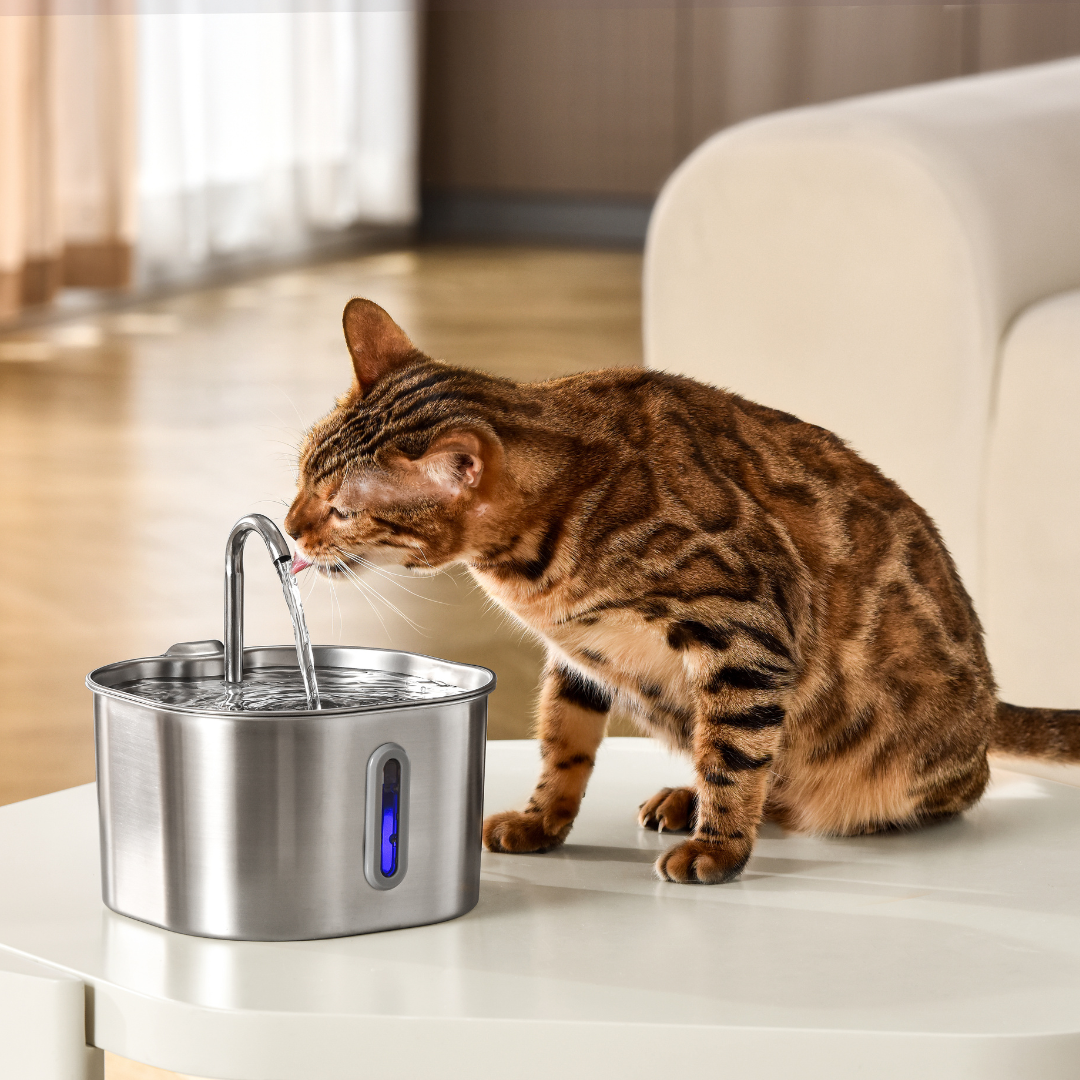 Fontanella da 2,2 l - gatto che beve accanto alla fontanella su un tavolo